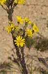 Maryland goldenaster